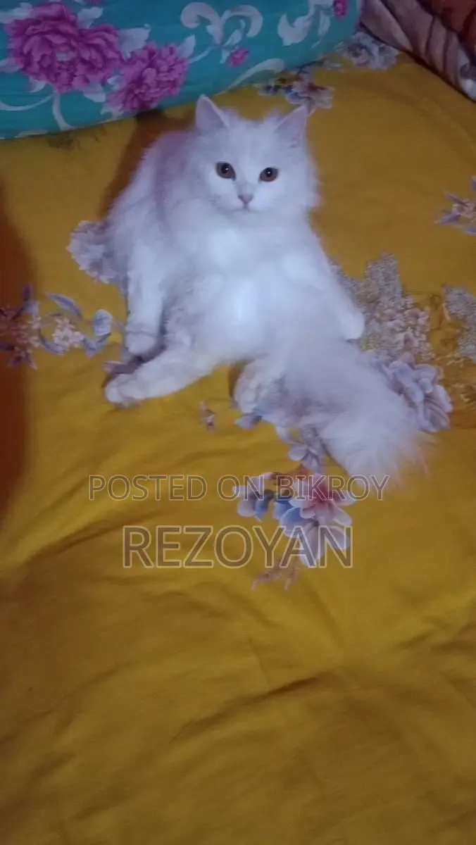 Persian Cat