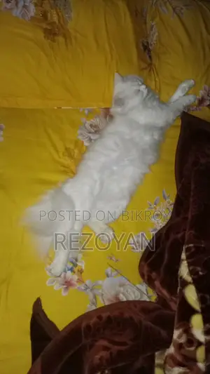 Persian Cat