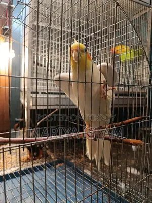 Cockatiel Bird