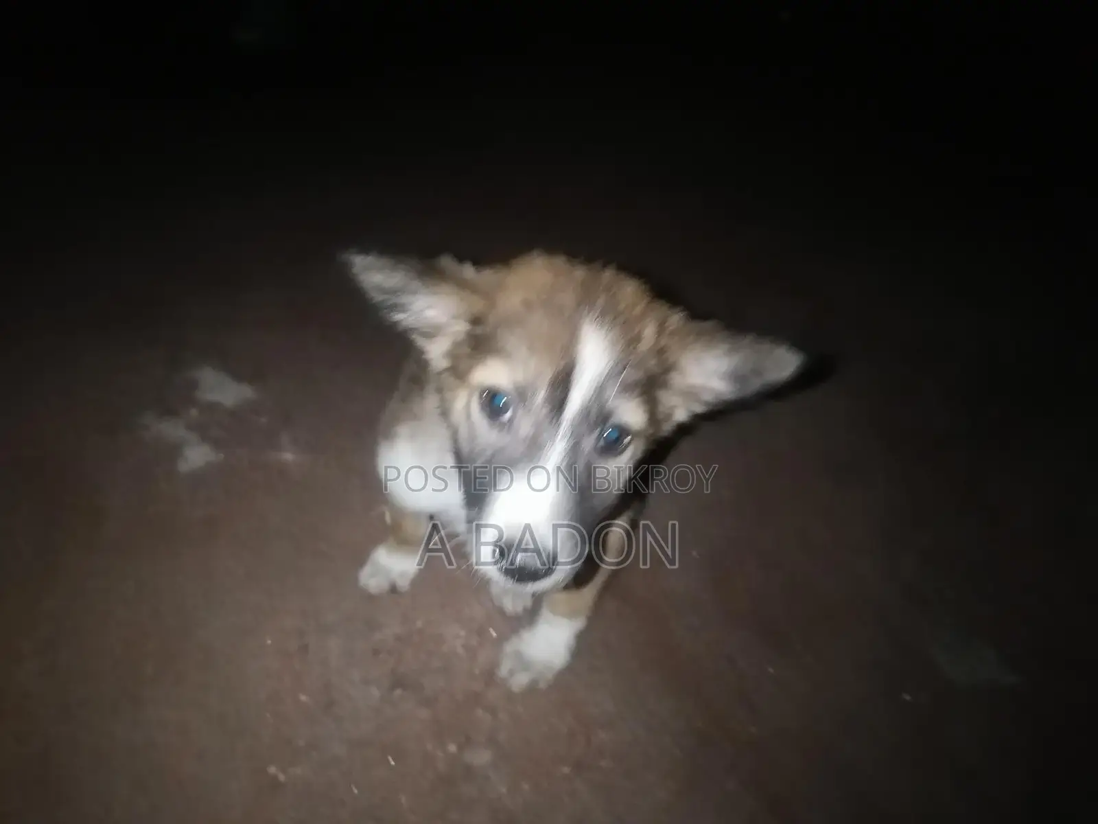 Mixed Breed