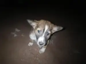 Mixed Breed