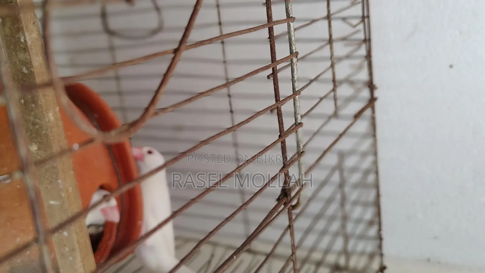 Java Bird