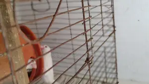 Java Bird