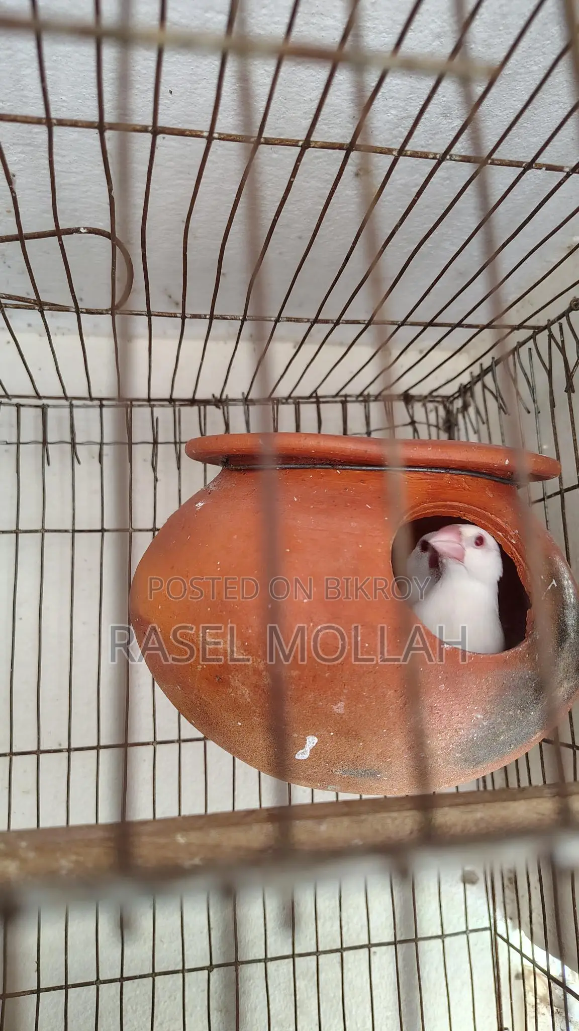 Java Bird