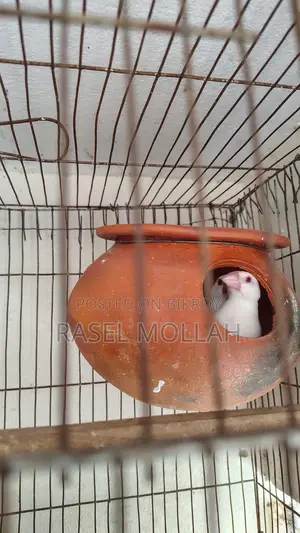 Java Bird