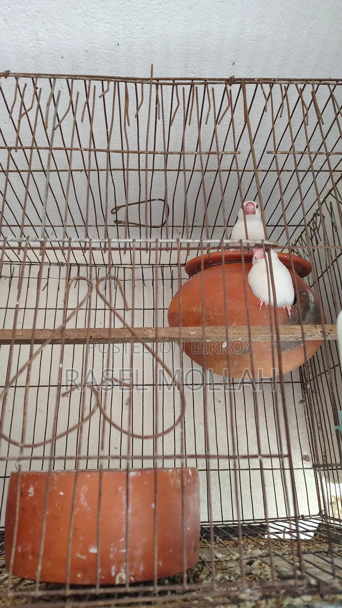 Java Bird