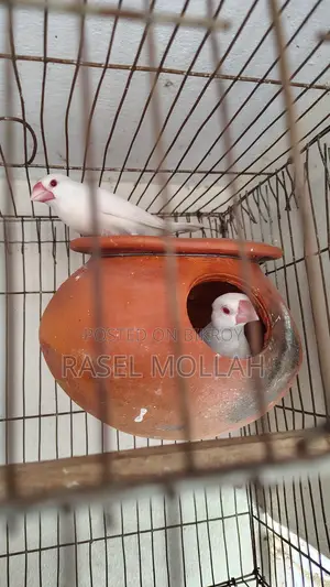 Java Bird