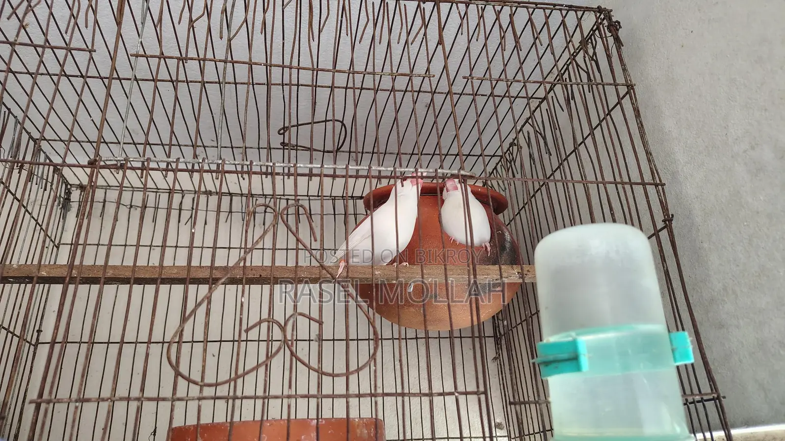Java Bird