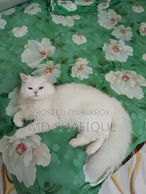 Teddy Persian