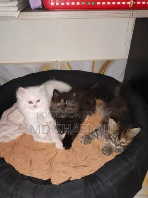 Teddy Persian