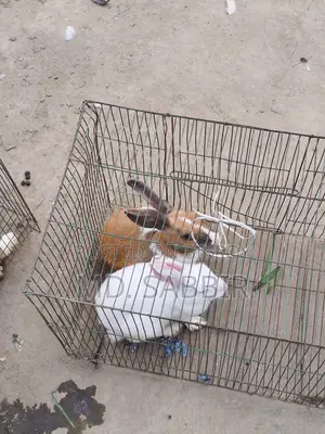 Rabbits for Sale