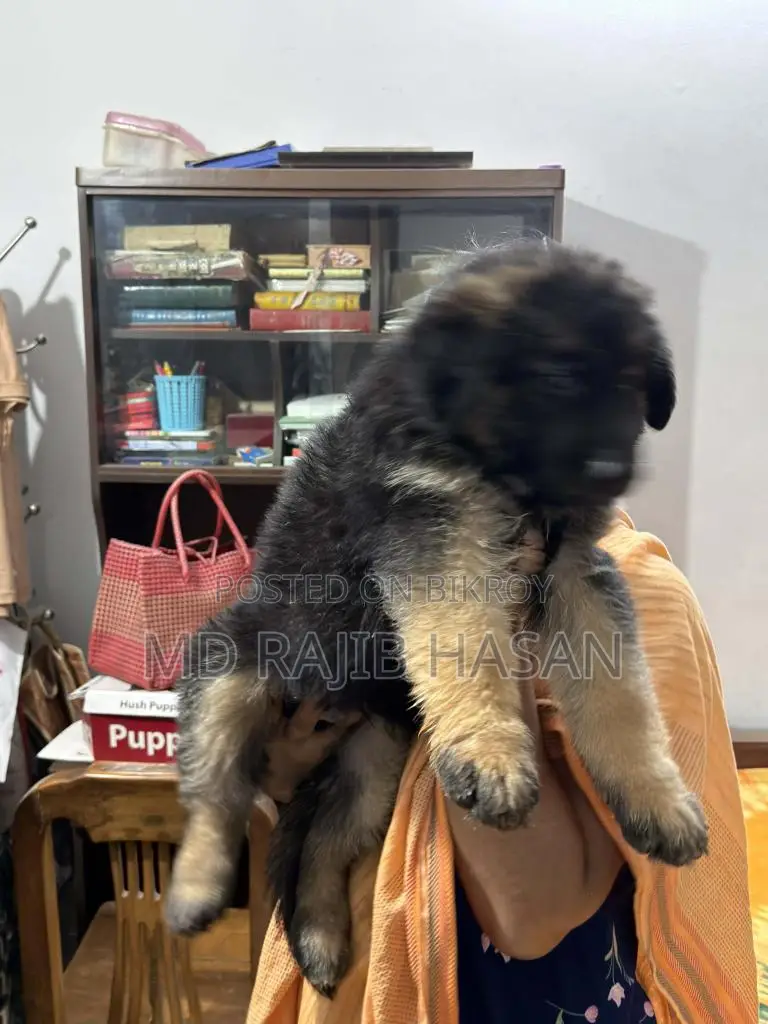 German Shepherd Long Coat Female