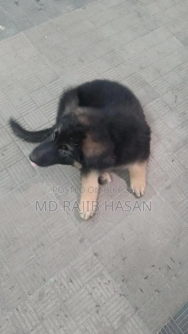 German Shepherd Long Coat Female