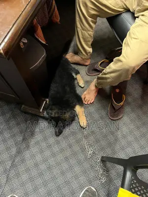 German Shepherd Long Coat Female