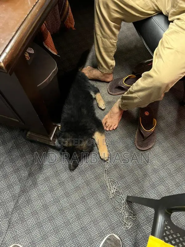 German Shepherd Long Coat Female
