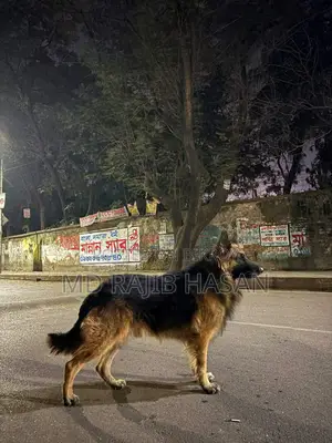 German Shepherd Long Coat Female