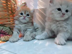 পার্শিয়ান বিড়াল