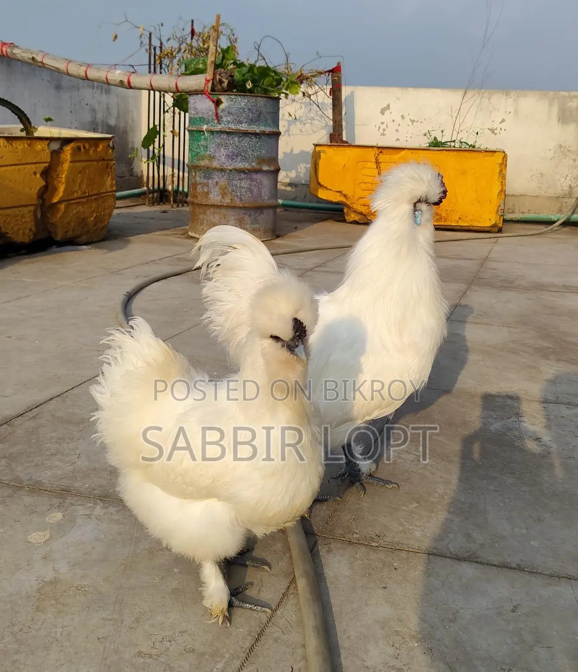 সিল্কি মুরগি রানিং ডিম পাড়া জোড়া