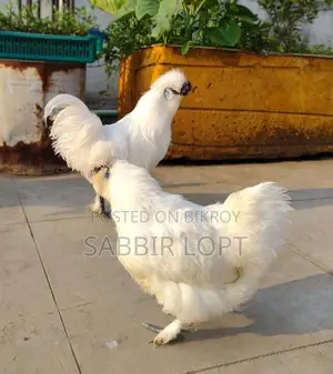 সিল্কি মুরগি রানিং ডিম পাড়া জোড়া