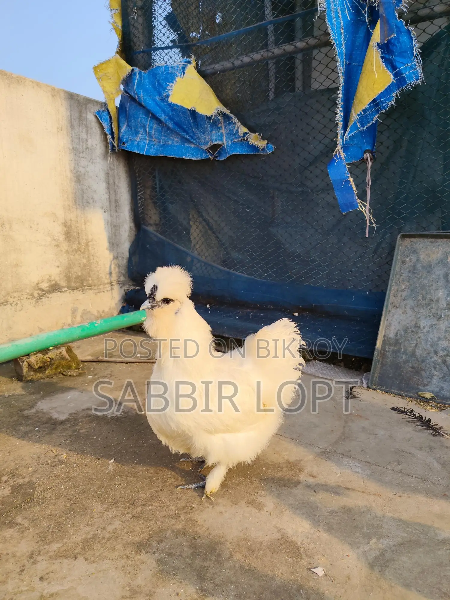সিল্কি মুরগি রানিং ডিম পাড়া জোড়া