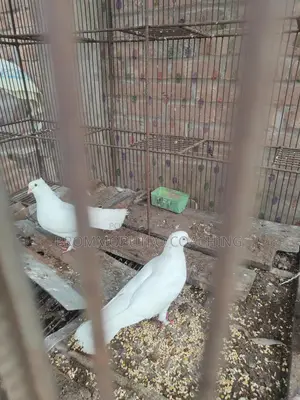 Kagji Pigeons with Chicks