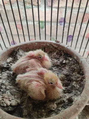 Kagji Pigeons with Chicks