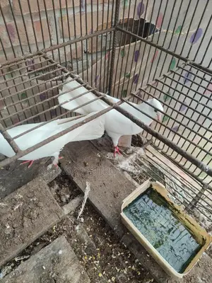 Kagji Pigeons with Chicks