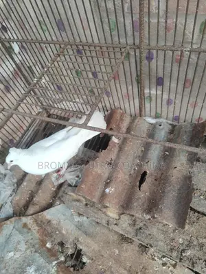 Kagji Pigeons with Chicks