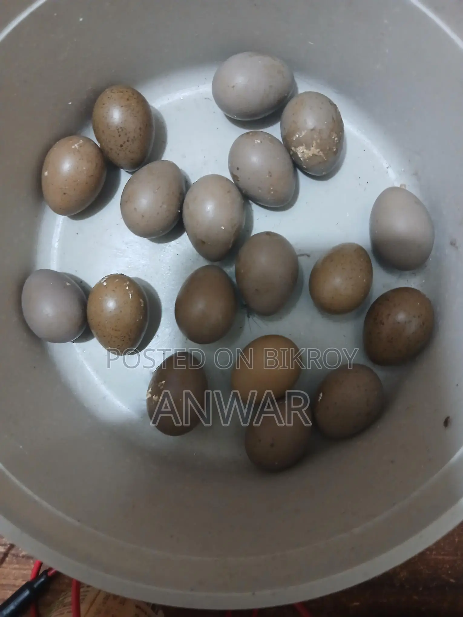 Running King Quail pair for sale