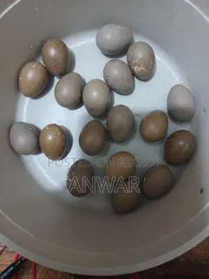 Running King Quail pair for sale