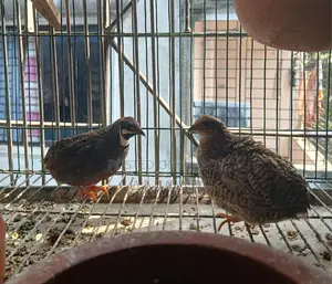 Running King Quail pair for sale