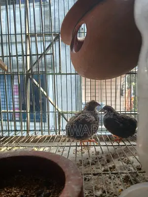 Running King Quail pair for sale