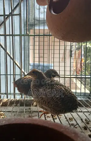Running King Quail pair for sale