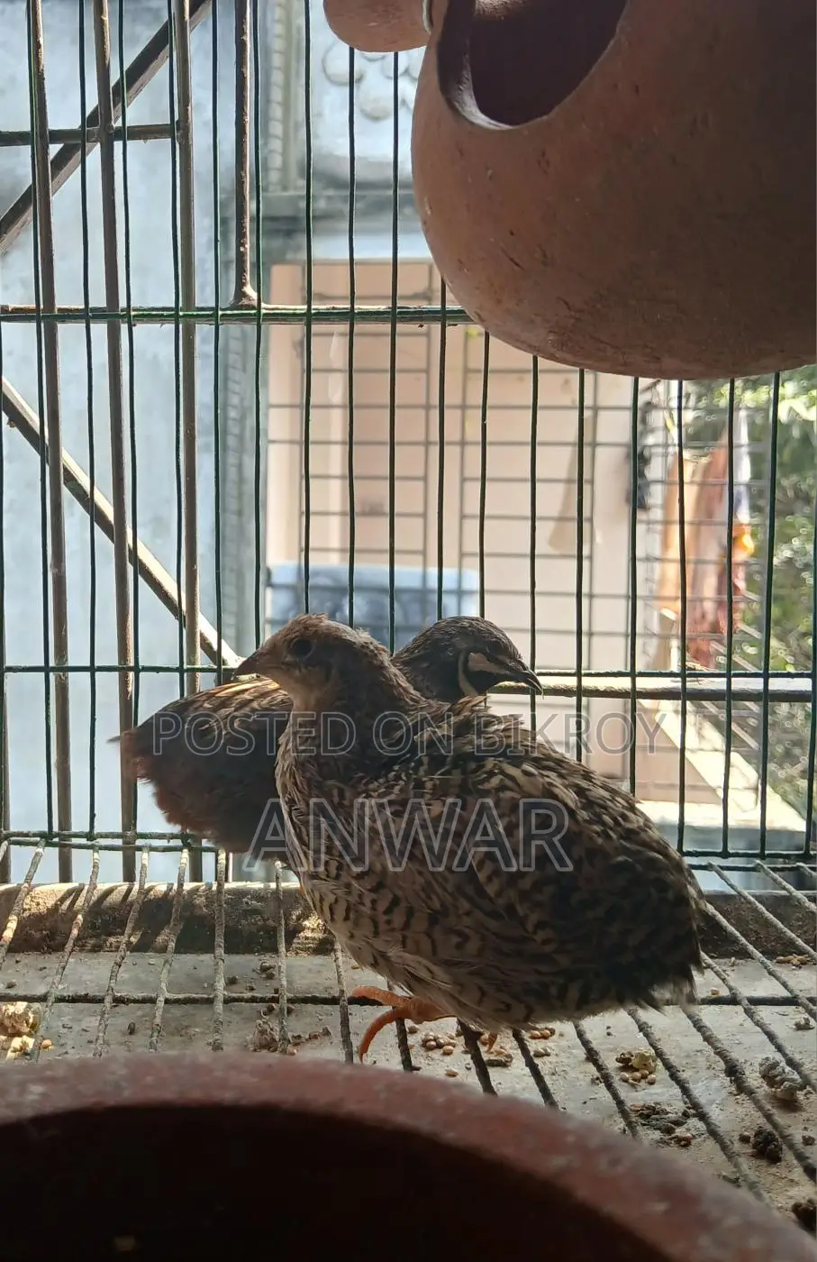 Running King Quail pair for sale