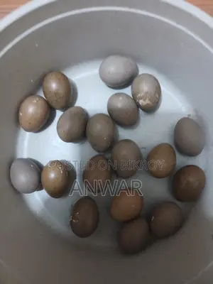 Running King Quail pair for sale