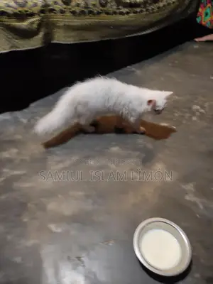 Persian cat