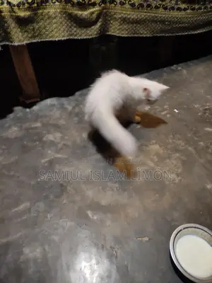 Persian cat