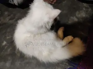 Persian cat