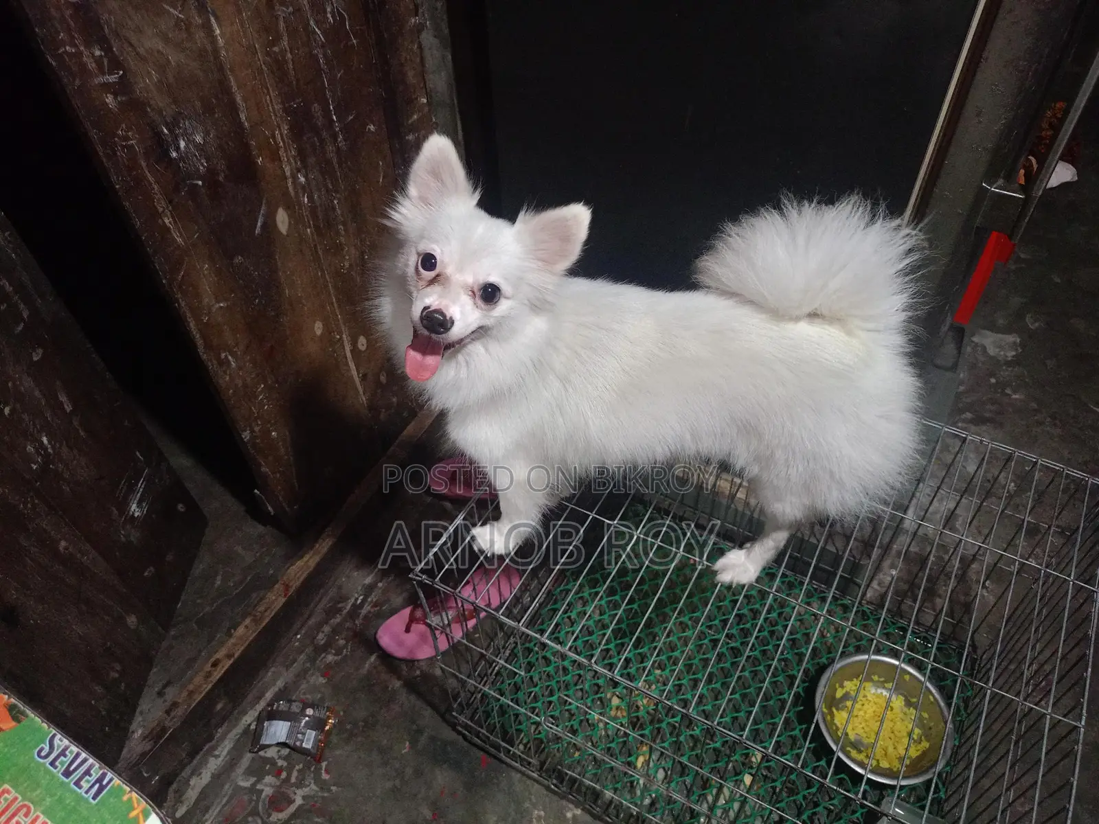 Foreign Dog - Indian Spitz