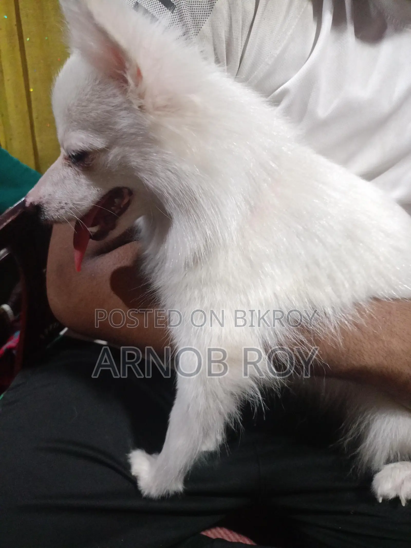 Foreign Dog - Indian Spitz
