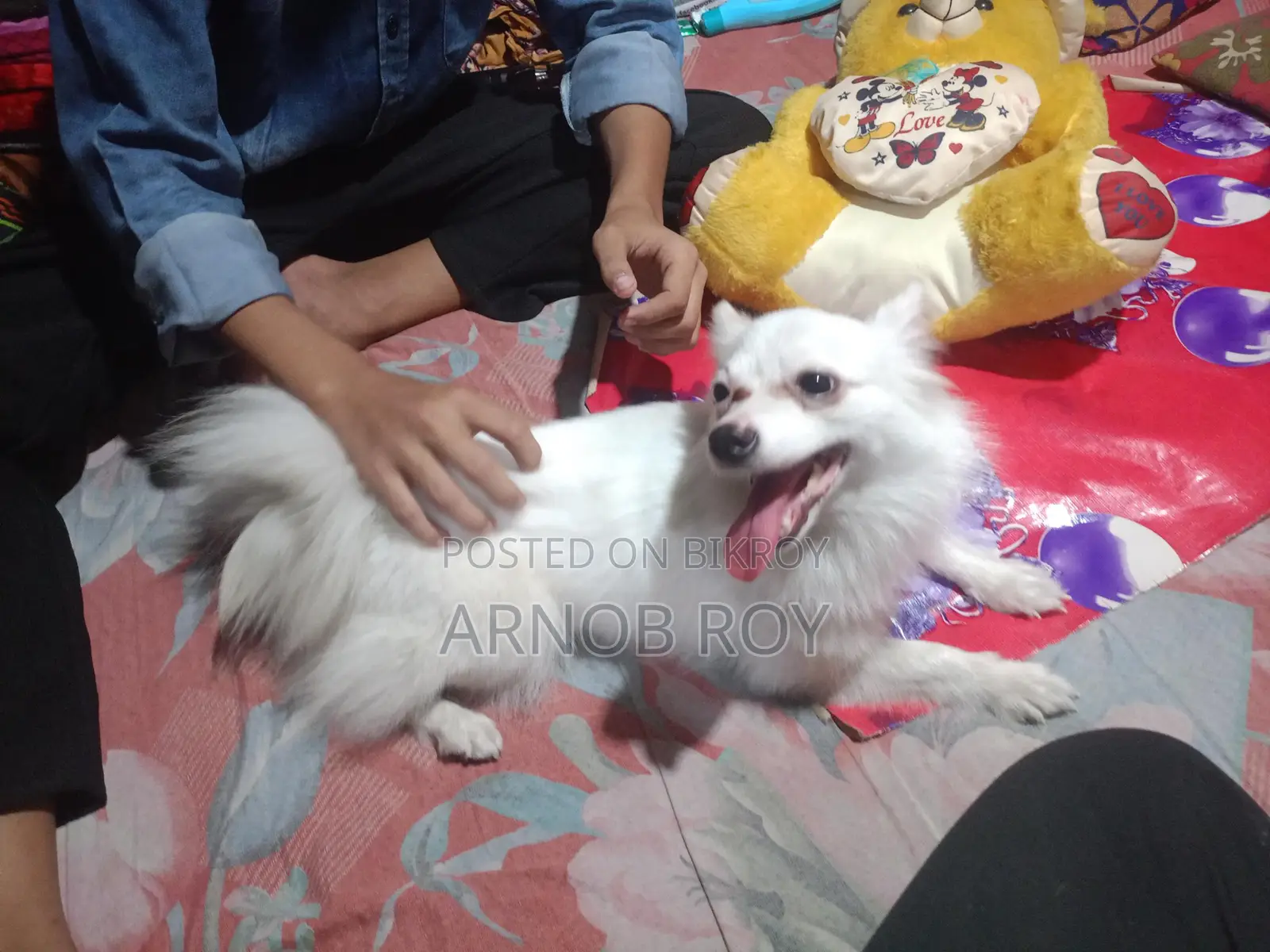 Foreign Dog - Indian Spitz
