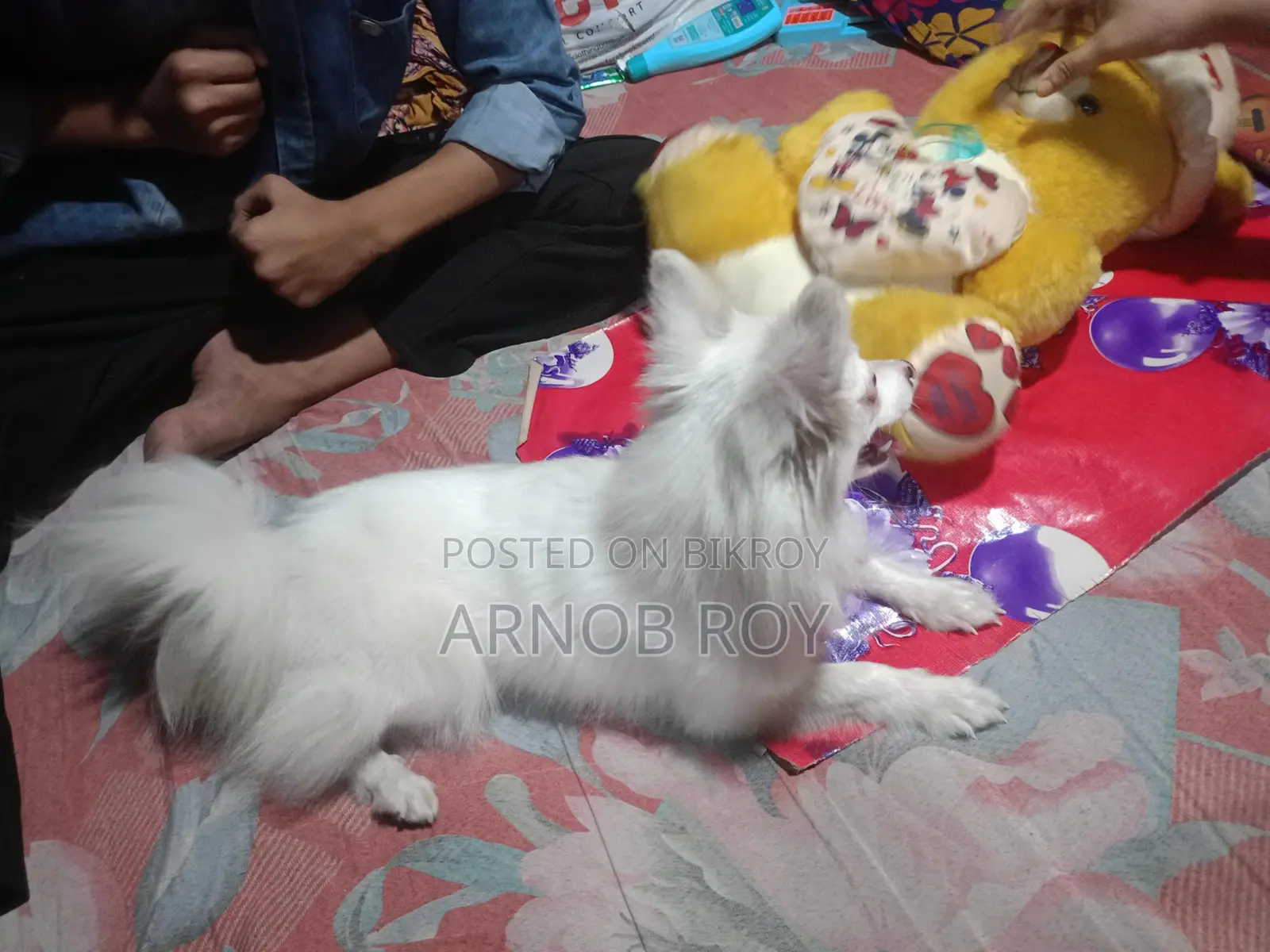 Foreign Dog - Indian Spitz
