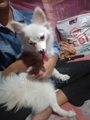 Foreign Dog - Indian Spitz