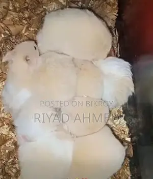 Hamster
