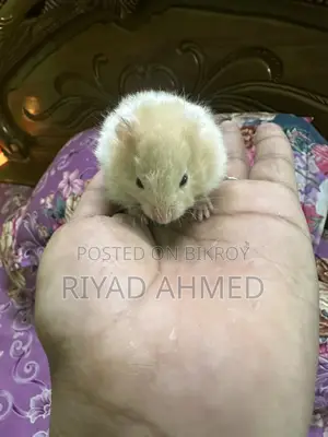 Hamster