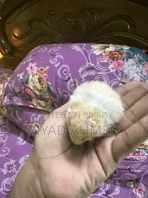 Hamster