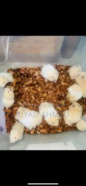 Hamster