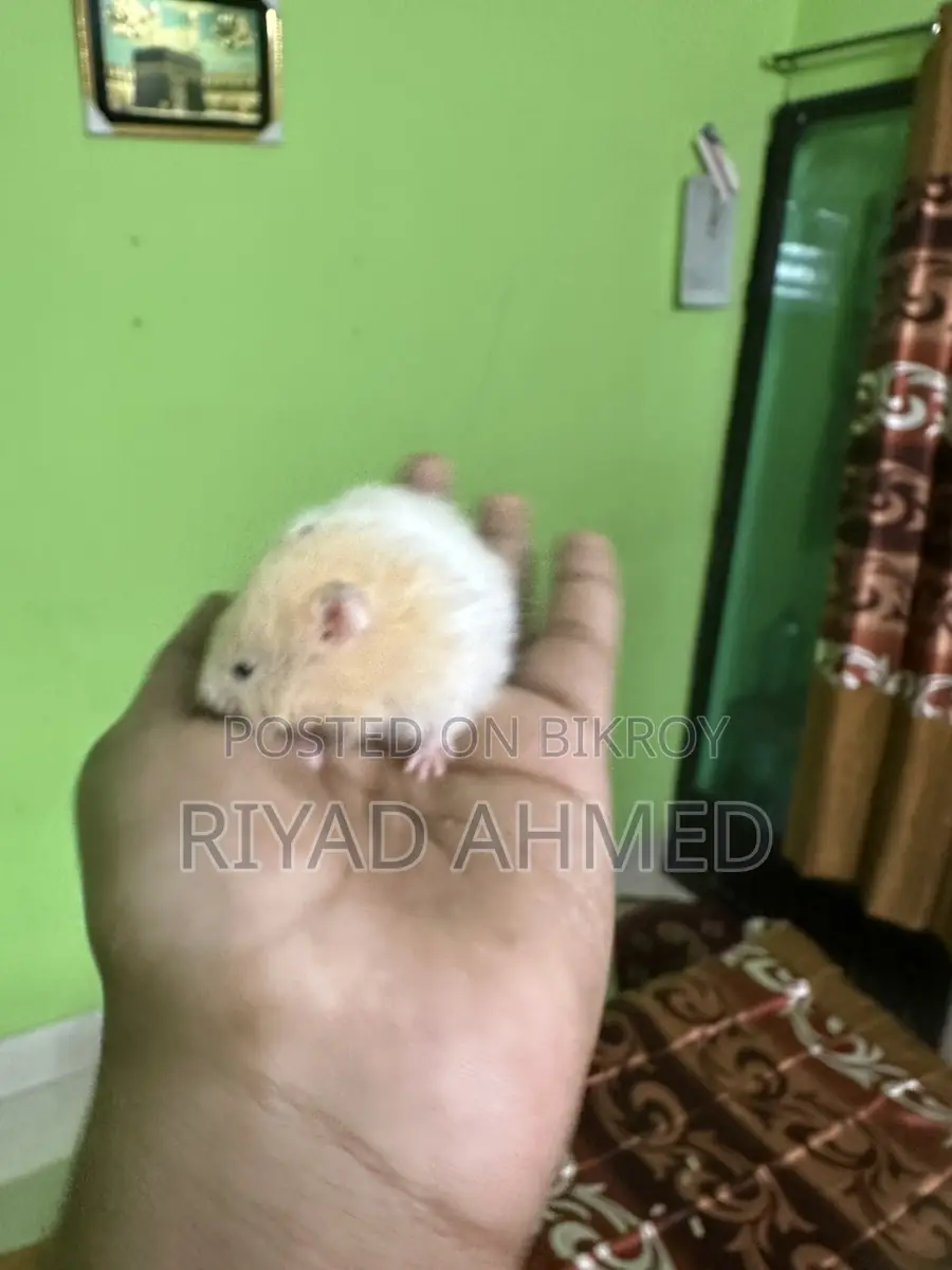 Hamster