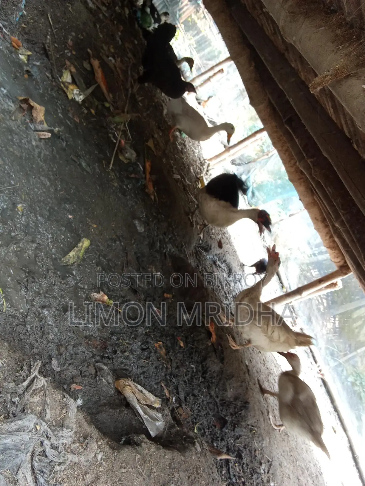 Egg-laying Chinese Ducks