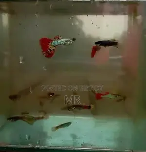 Fancy Mix Guppy